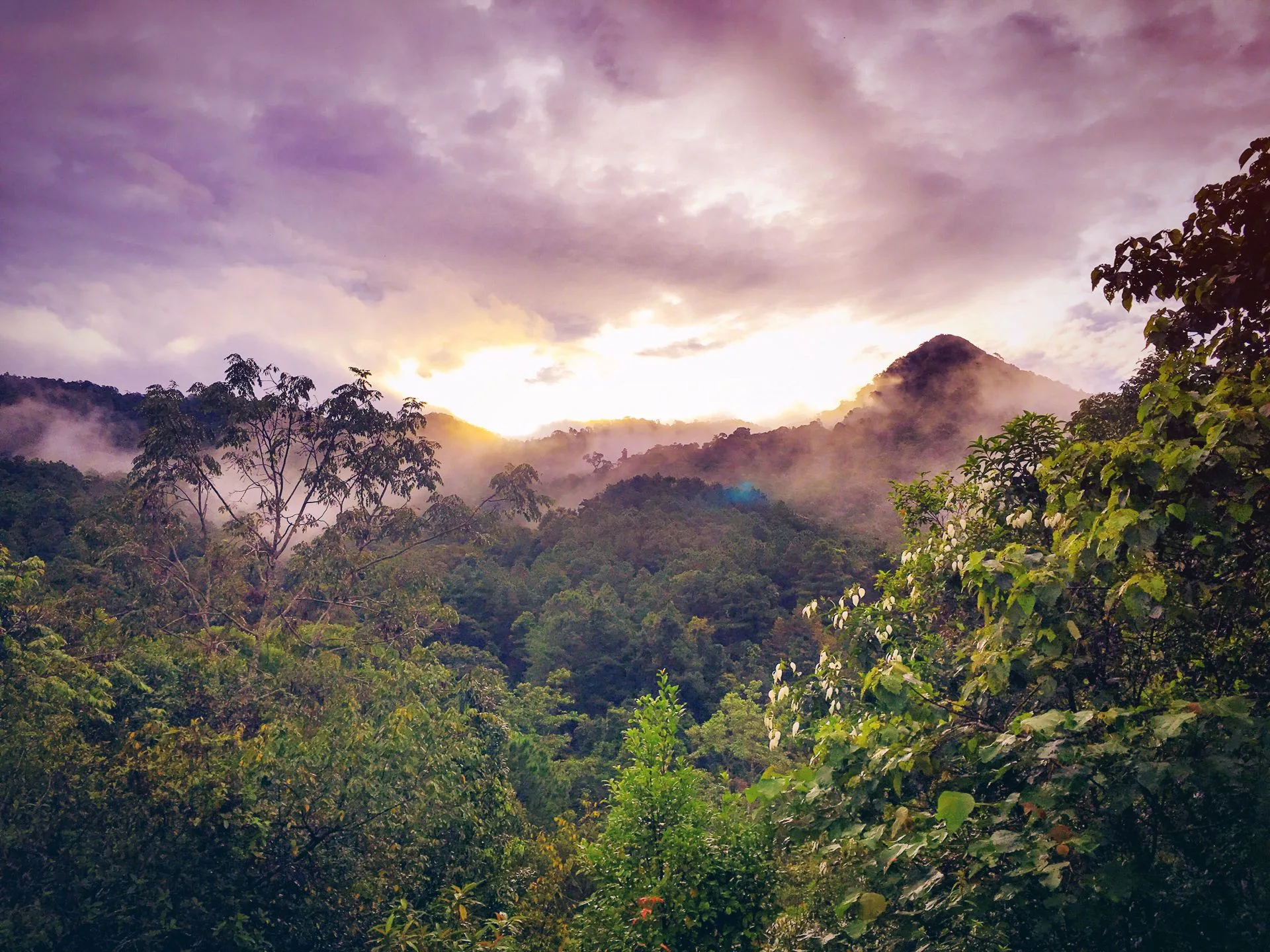 Amazon rainforest canopy