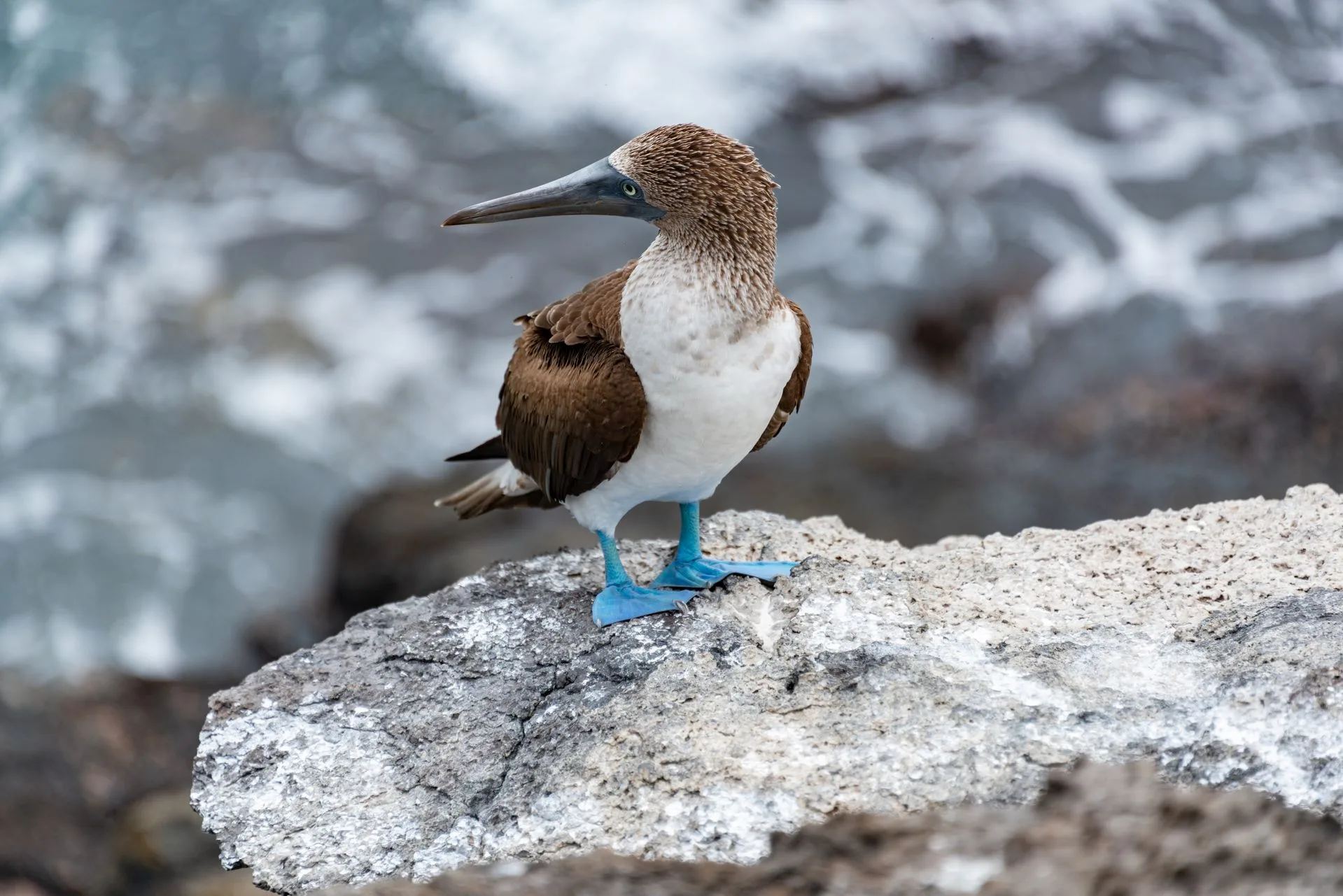 Blue-footed booby courtship dance