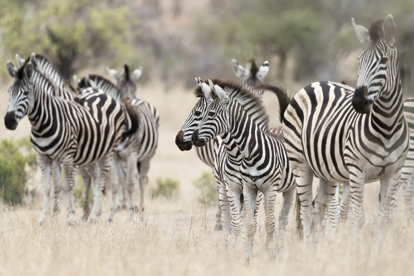 Akagera National Park Guide travel guide for Indian travellers