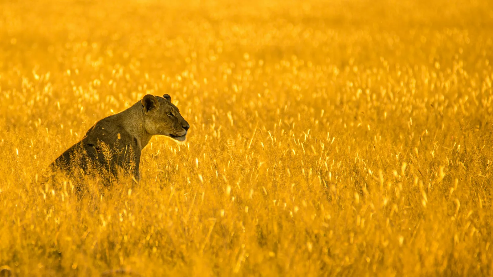 Best Time to Visit Botswana from India travel guide for Indian travellers