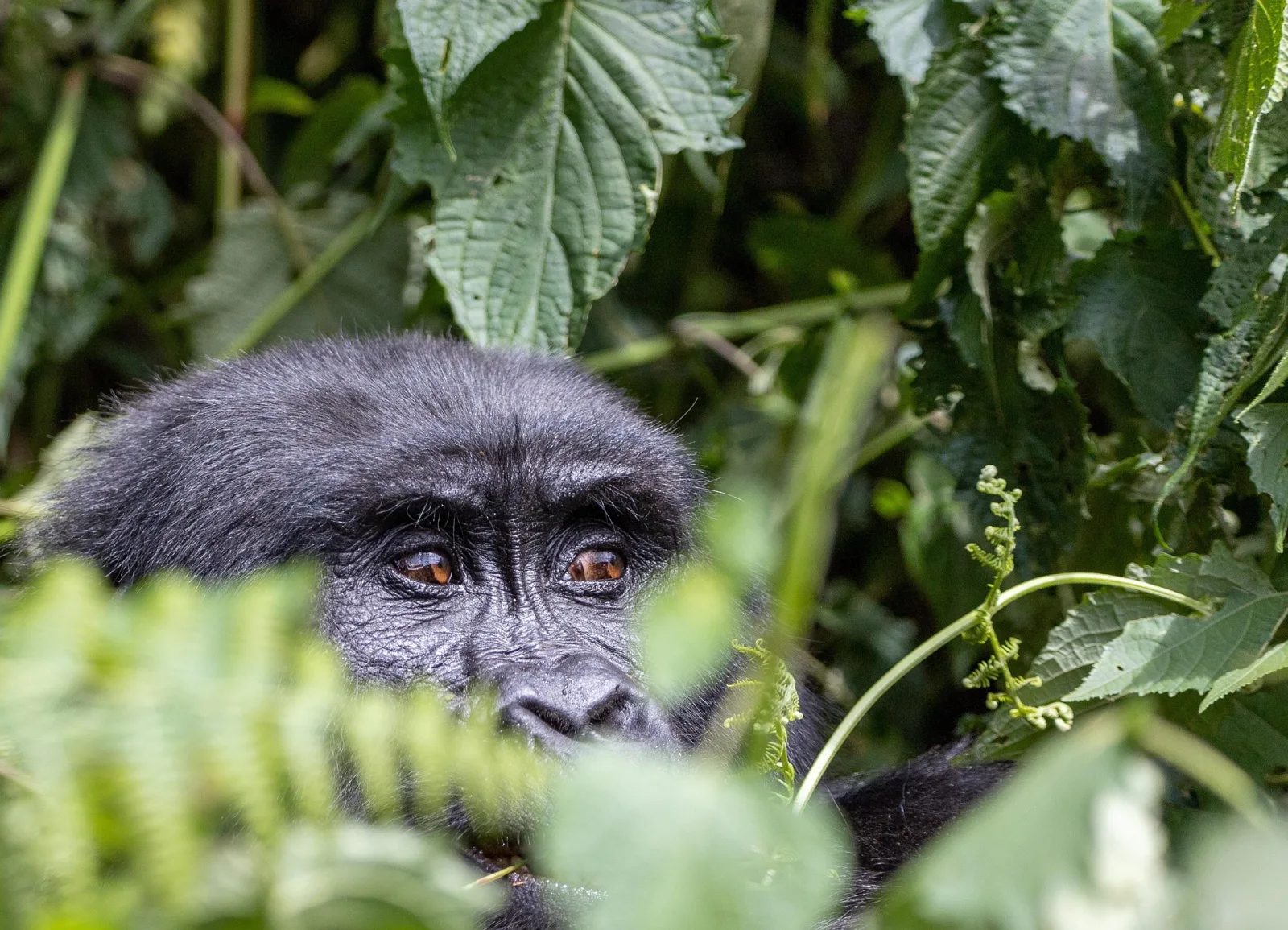 Best Time to Visit Uganda from India travel guide for Indian travellers