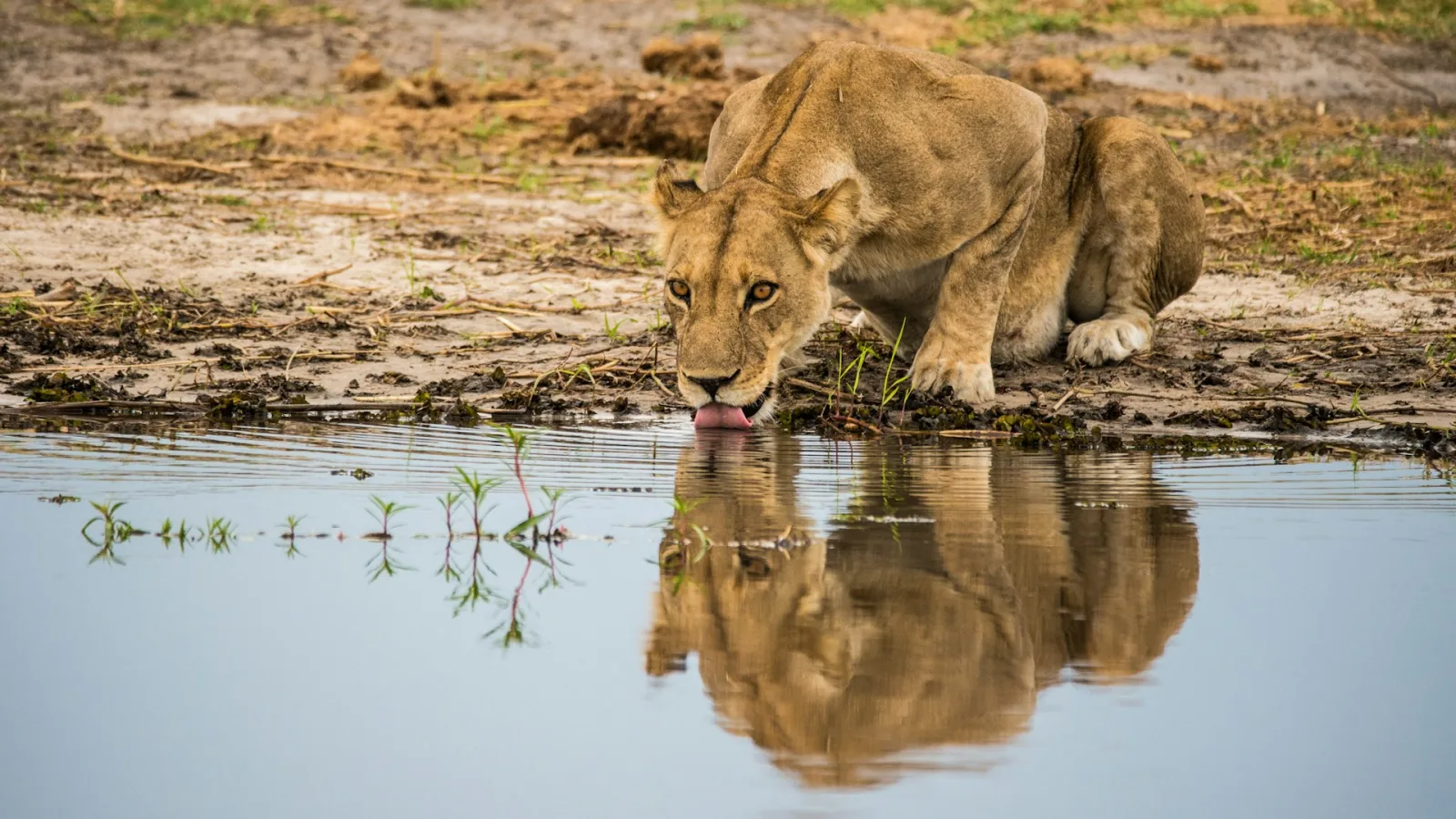 7-Day Botswana Safari Itinerary from India travel guide for Indian travellers