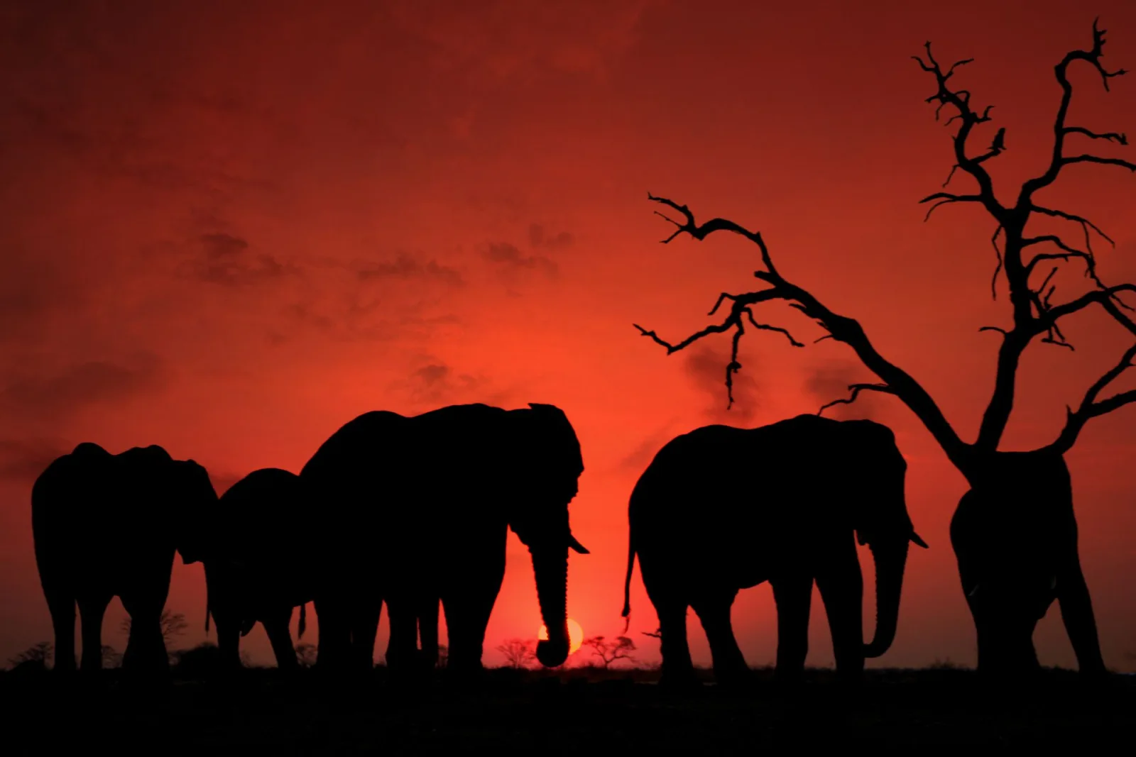 Botswana Photography Safari Guide travel guide for Indian travellers