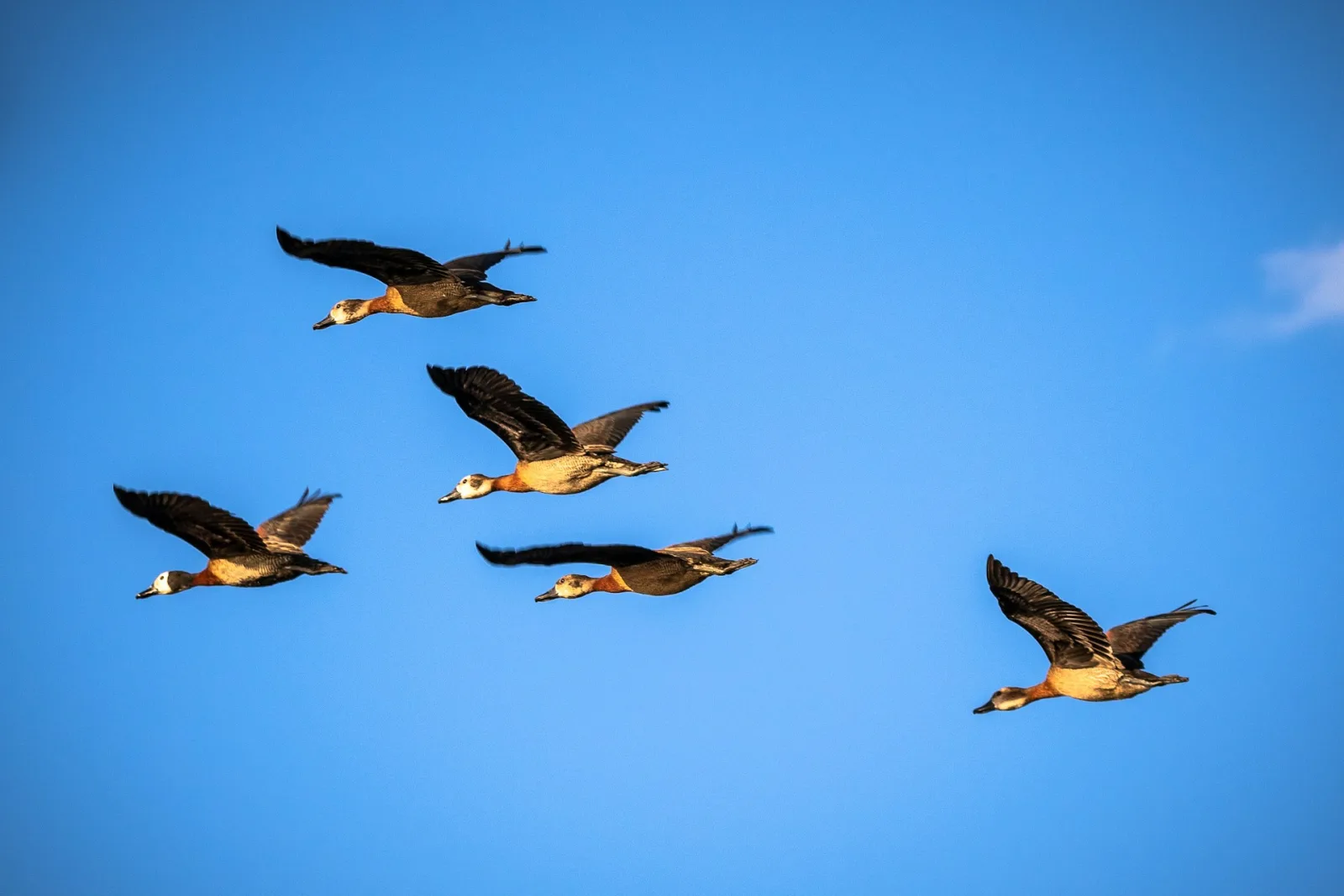 Botswana Wet Season Birding Guide travel guide for Indian travellers