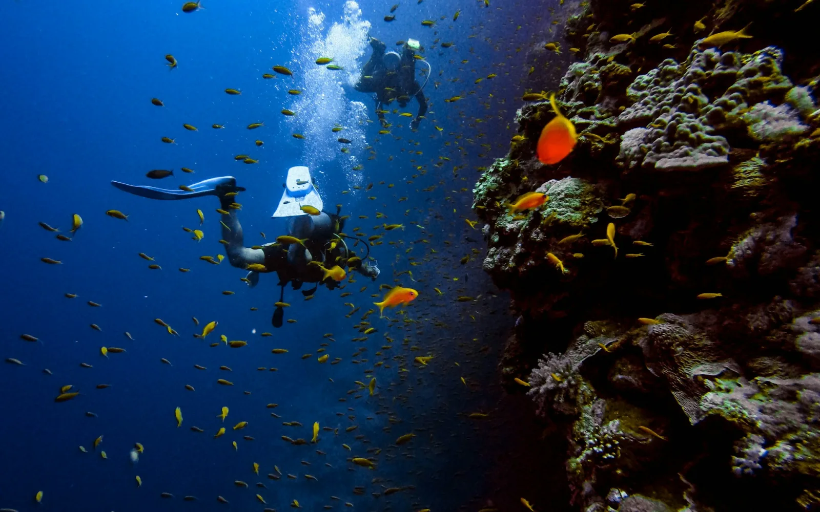 Egypt Scuba Diving Guide for Indians travel guide for Indian travellers