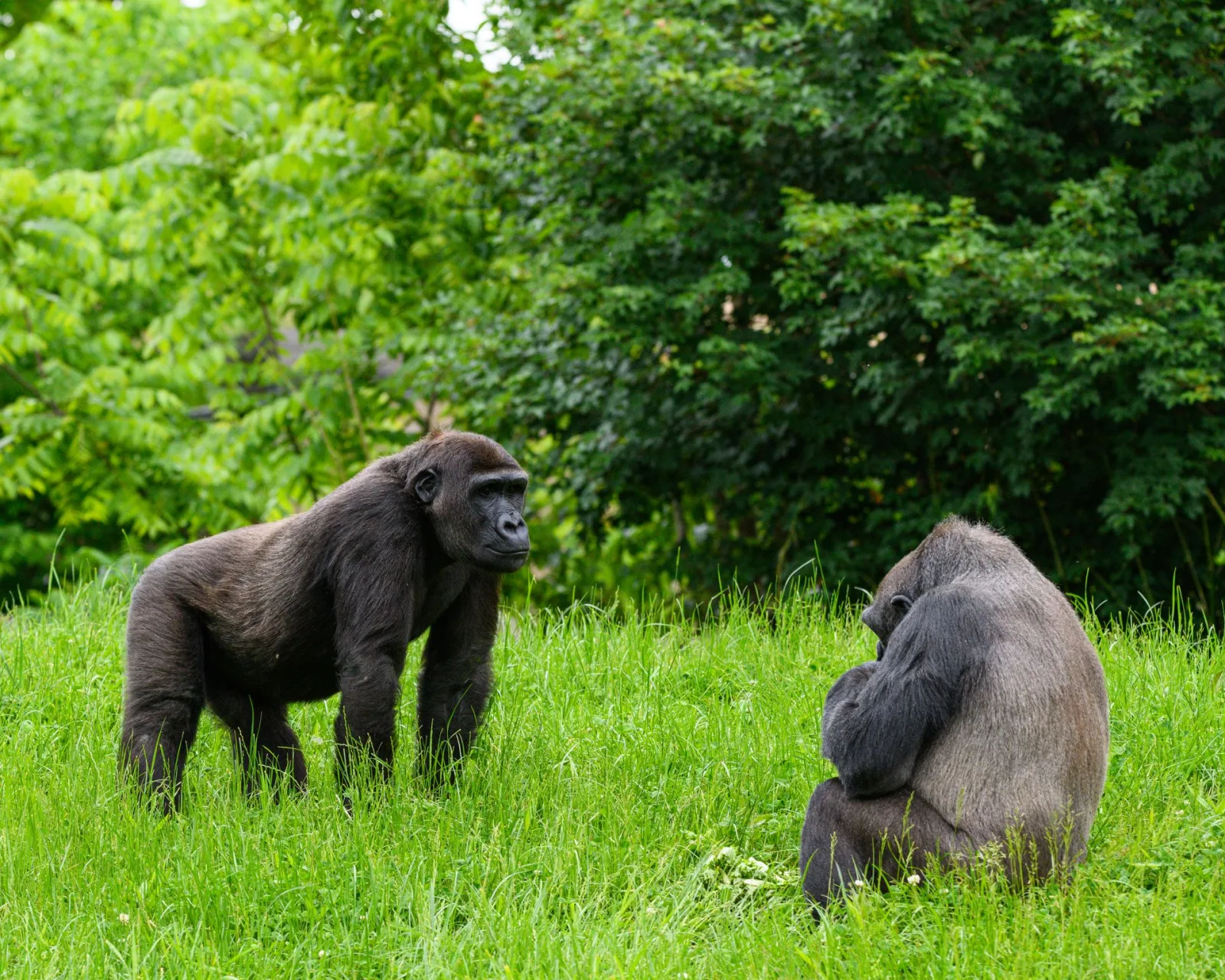 Gorilla Trekking Permits: Rwanda vs Uganda travel guide for Indian travellers