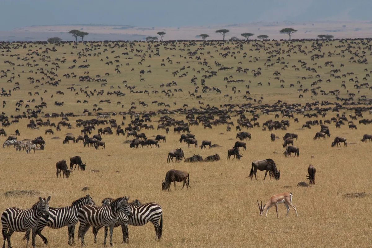 Great Migration in Maasai Mara Guide for Indian travellers