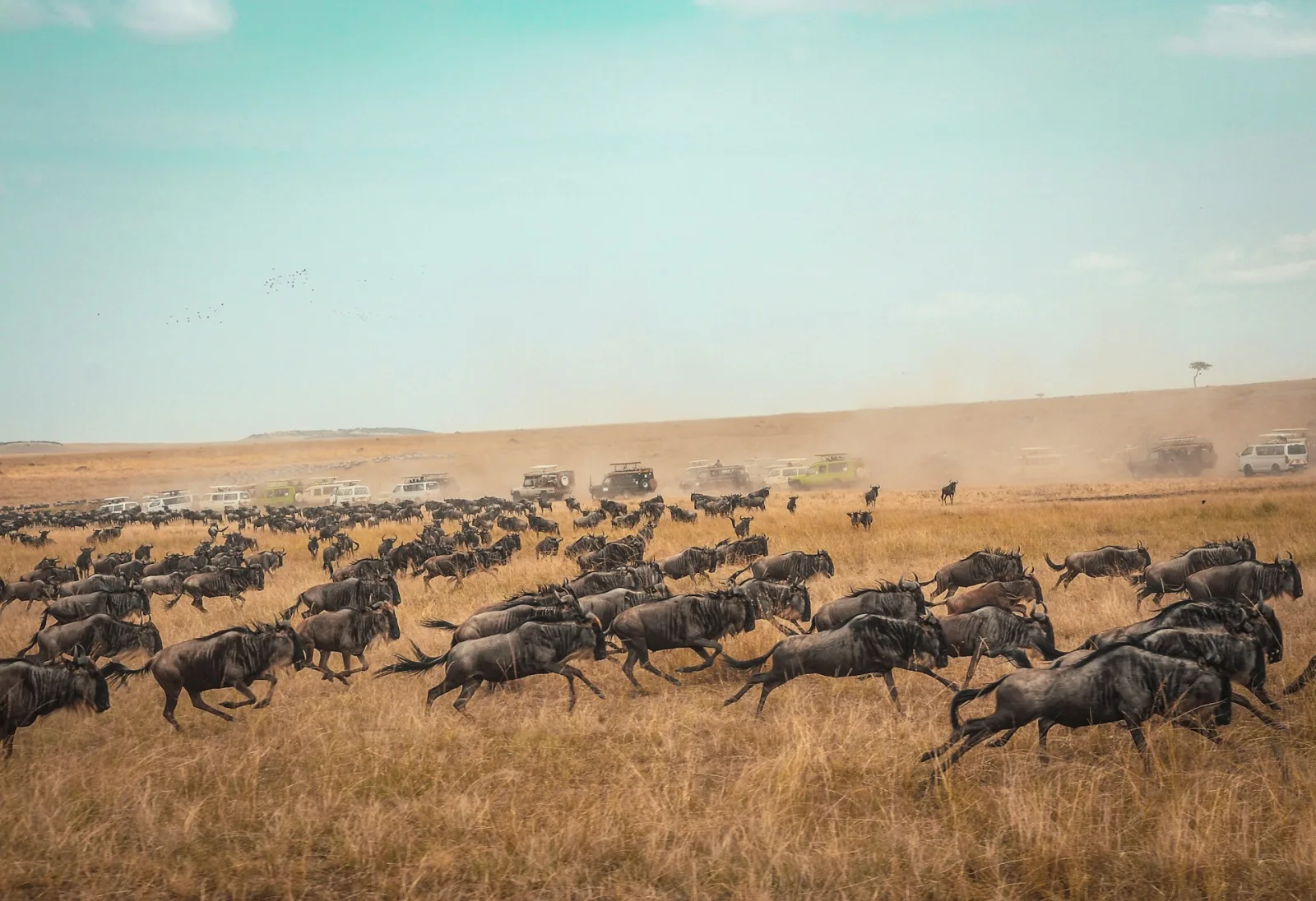 Great Migration Tanzania Timing travel guide for Indian travellers