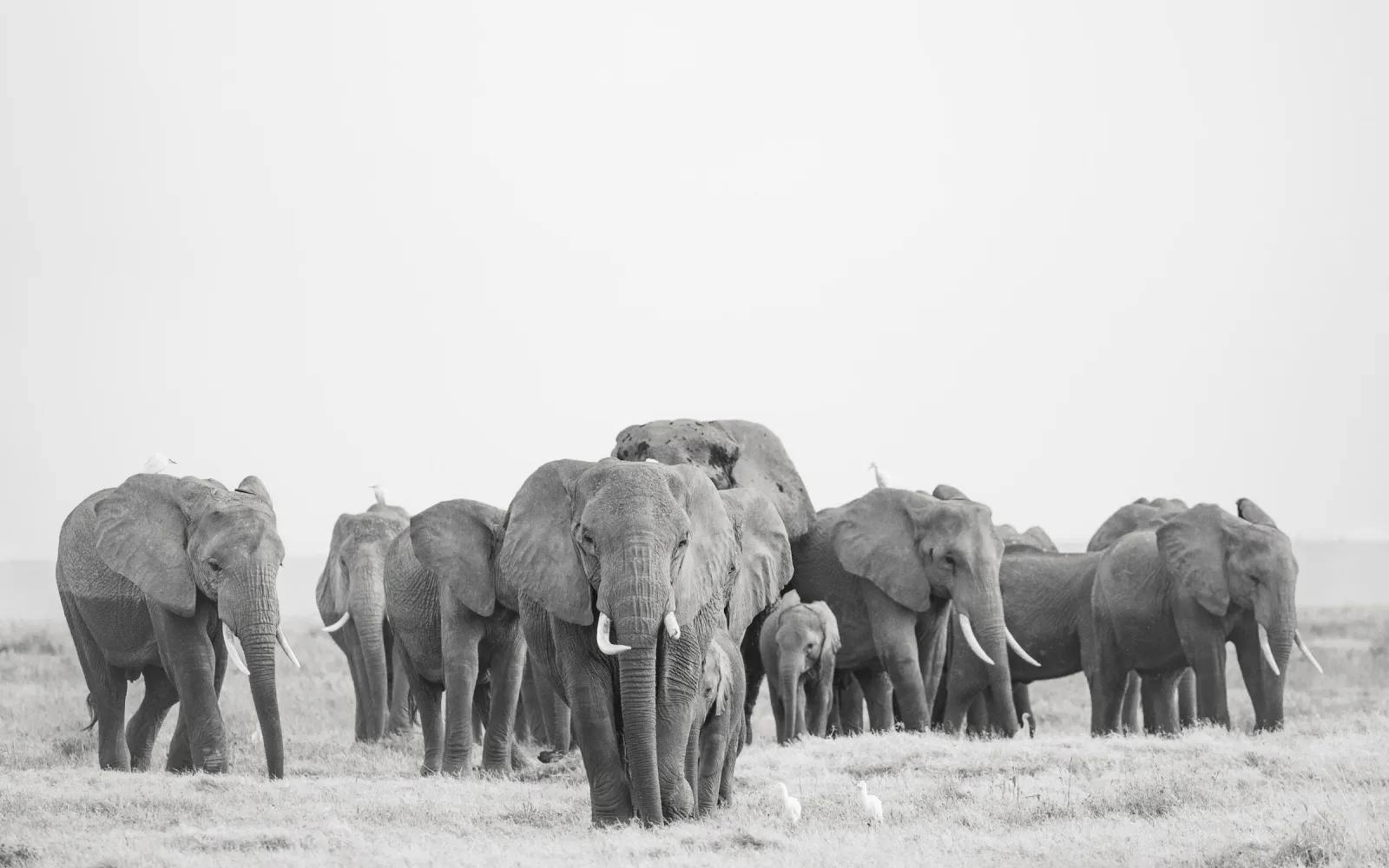 Amboseli Safari Guide travel guide for Indian travellers