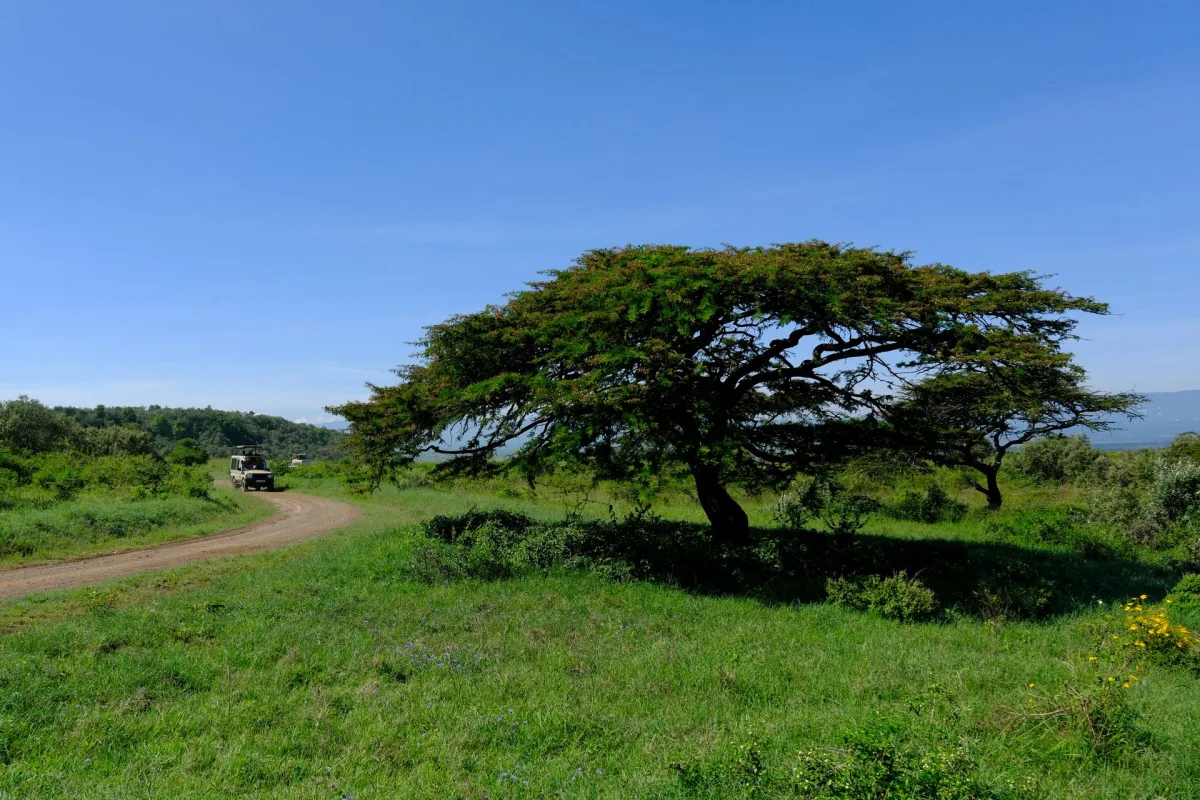 Kenya Green Season Safari Guide for Indian travellers