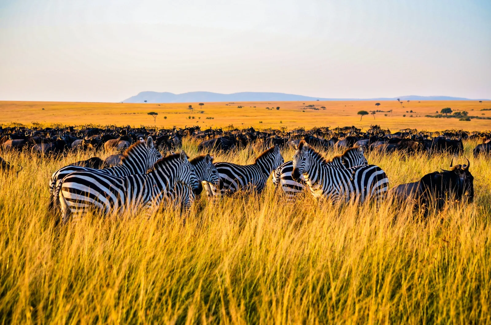 Kenya Private Conservancies Guide travel guide for Indian travellers