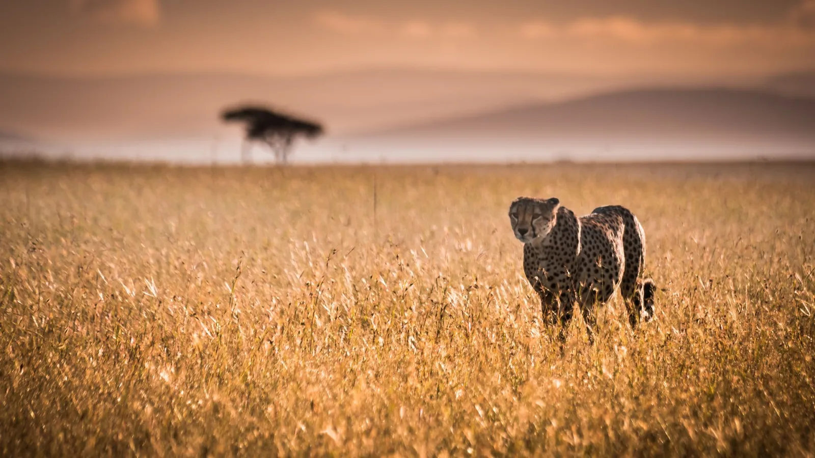 Kenya Safari Photography Guide for Indian travellers