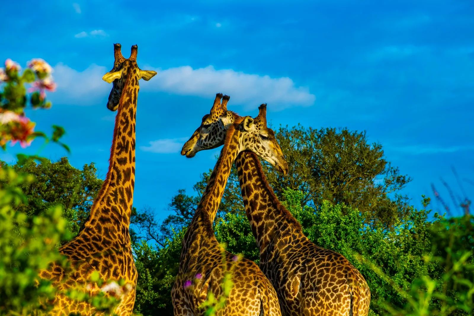 Kenya Trip Cost from India travel guide for Indian travellers