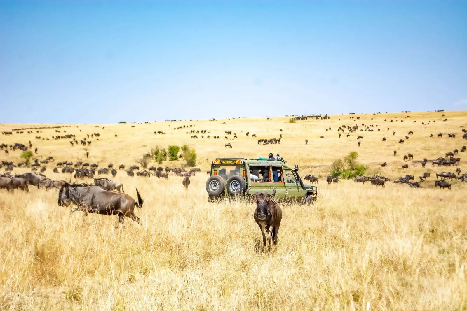 Maasai Mara Safari Guide travel guide for Indian travellers