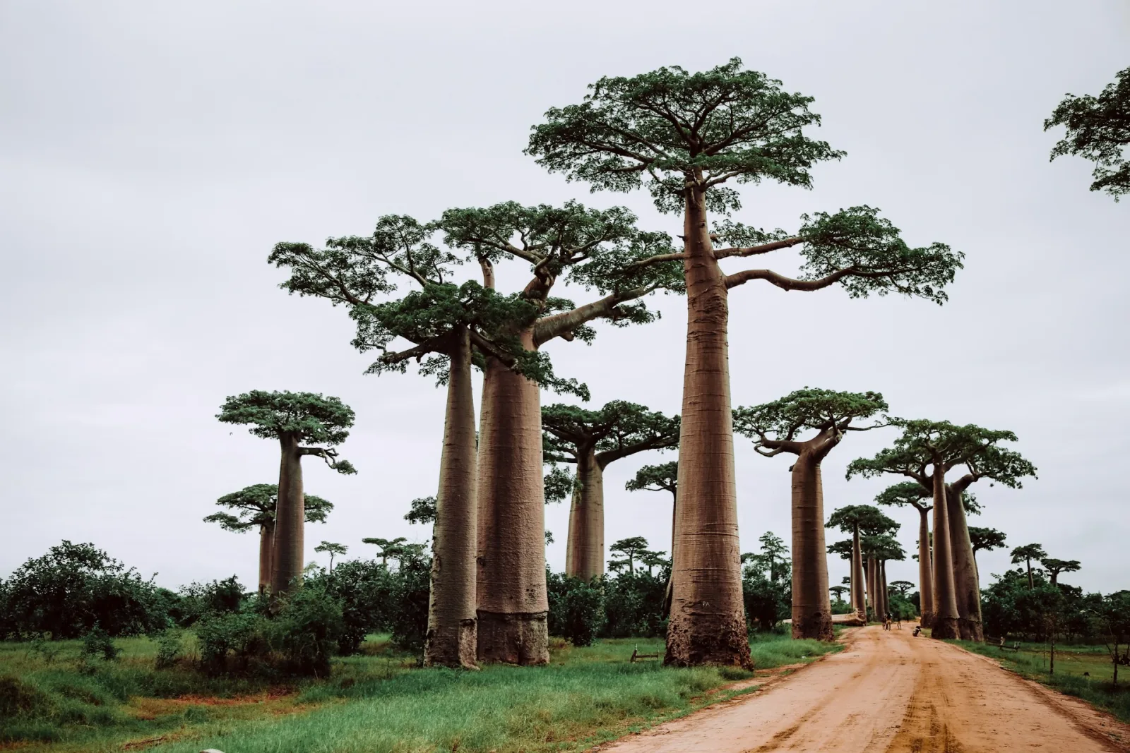 Madagascar Itinerary from India