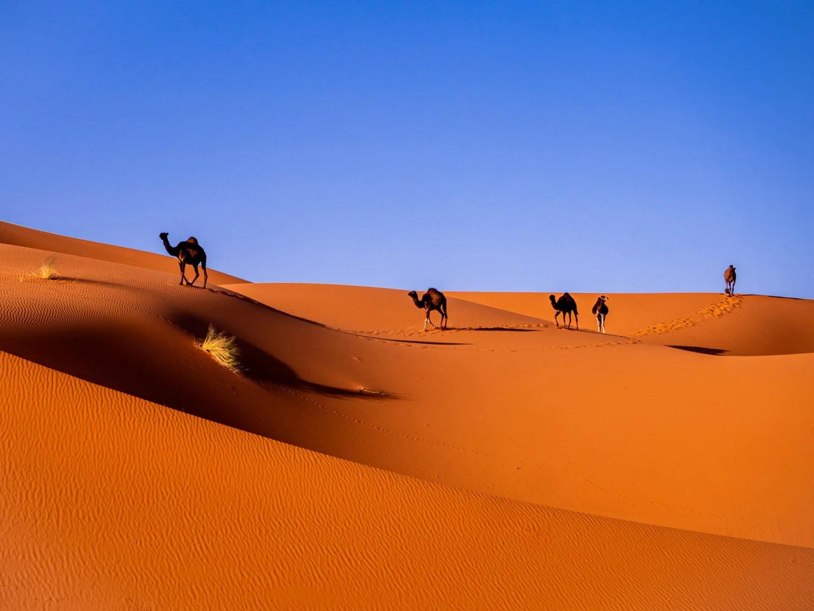 Morocco in Summer Travel Guide travel guide for Indian travellers