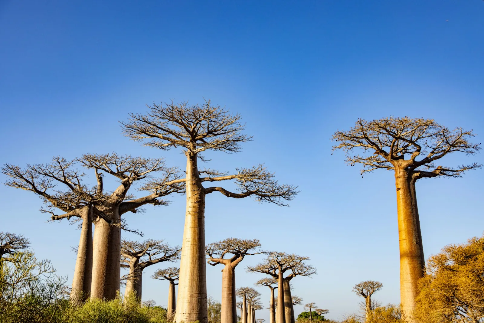 Morondava City Guide travel guide for Indian travellers