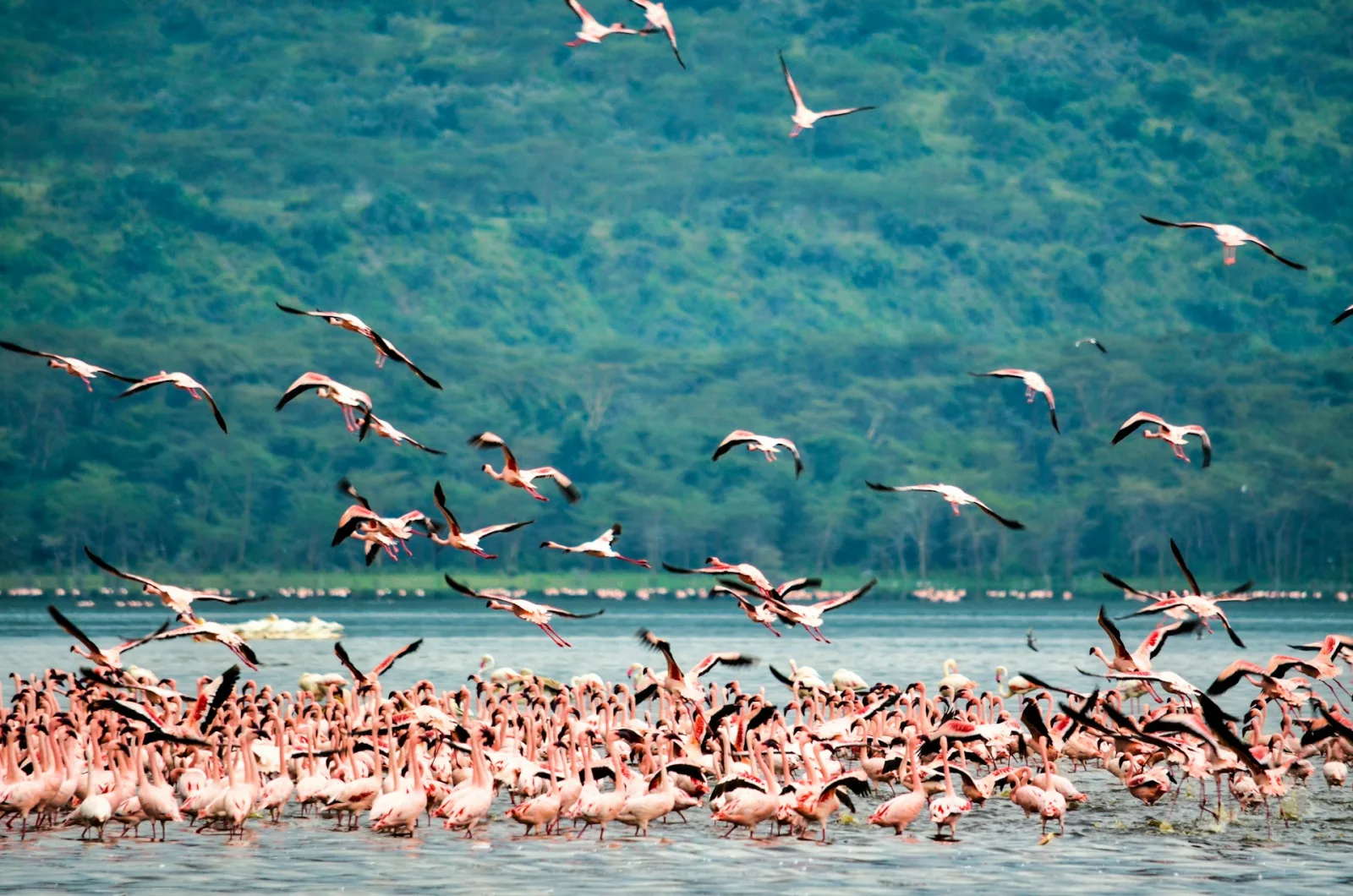 Nakuru City Guide travel guide for Indian travellers