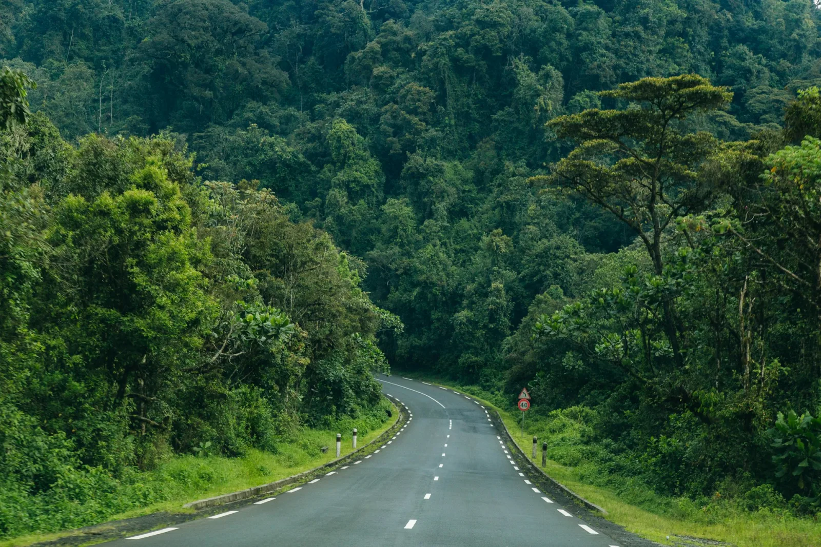 Nyungwe Forest Guide