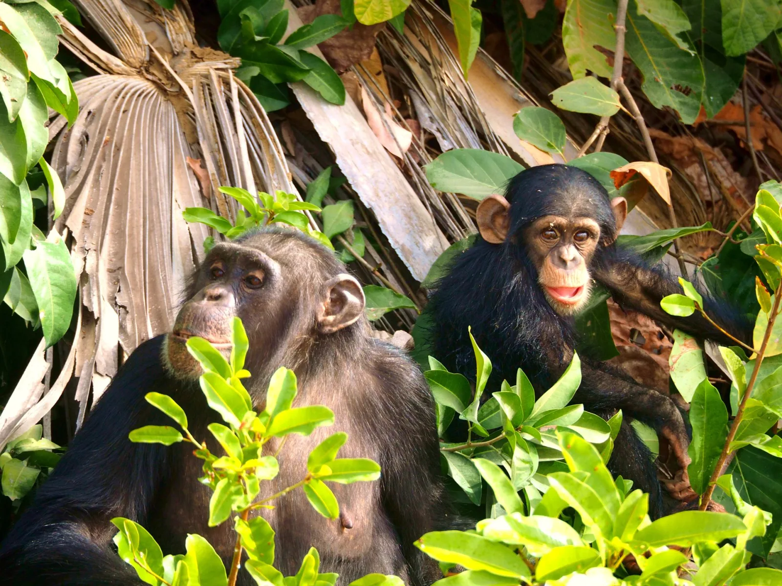Rwanda Chimpanzee Tracking Guide travel guide for Indian travellers