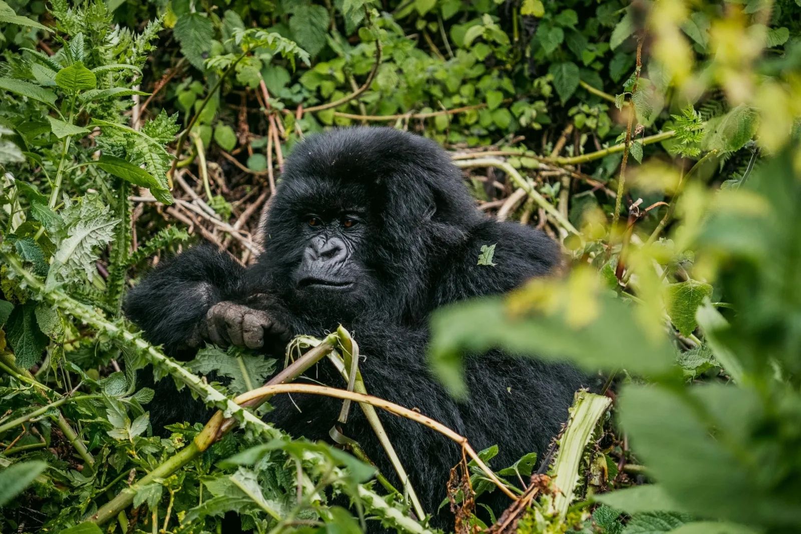 Rwanda Gorilla Trekking Packing List travel guide for Indian travellers
