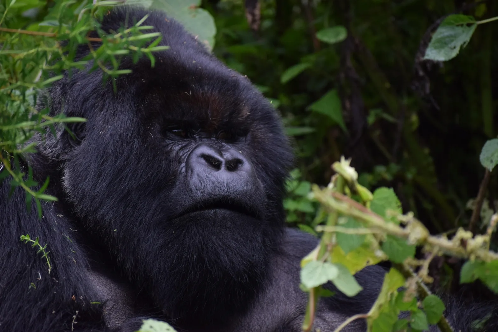 Rwanda Travel Guide travel guide for Indian travellers