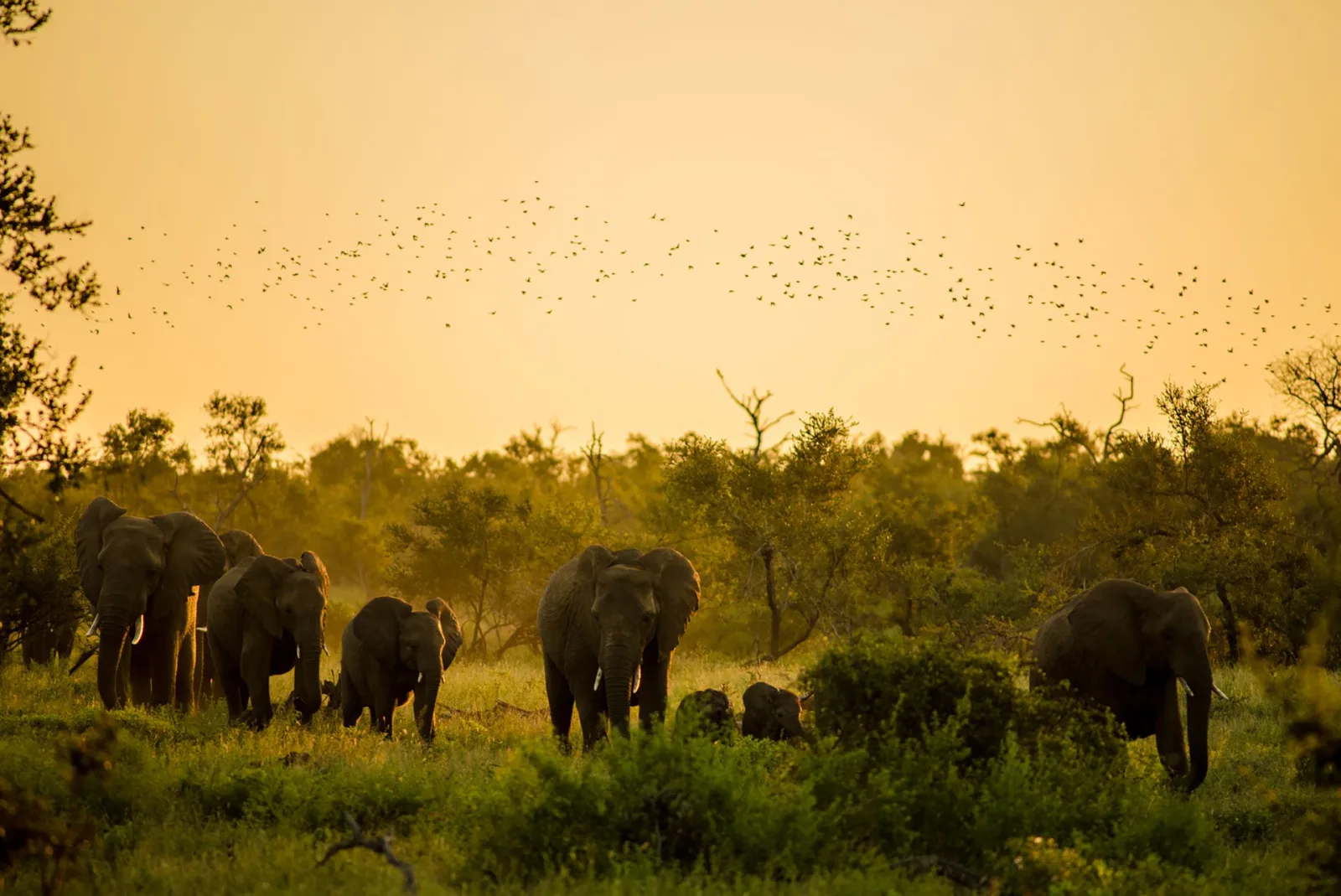 Addo Elephant Park Guide travel guide for Indian travellers