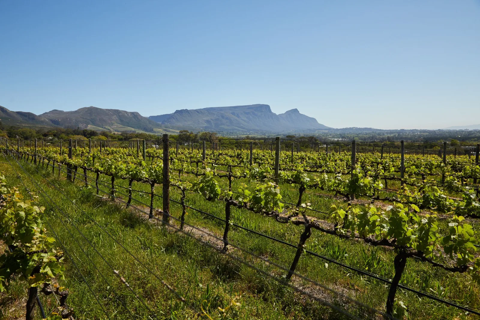 Stellenbosch Winelands Guide travel guide for Indian travellers