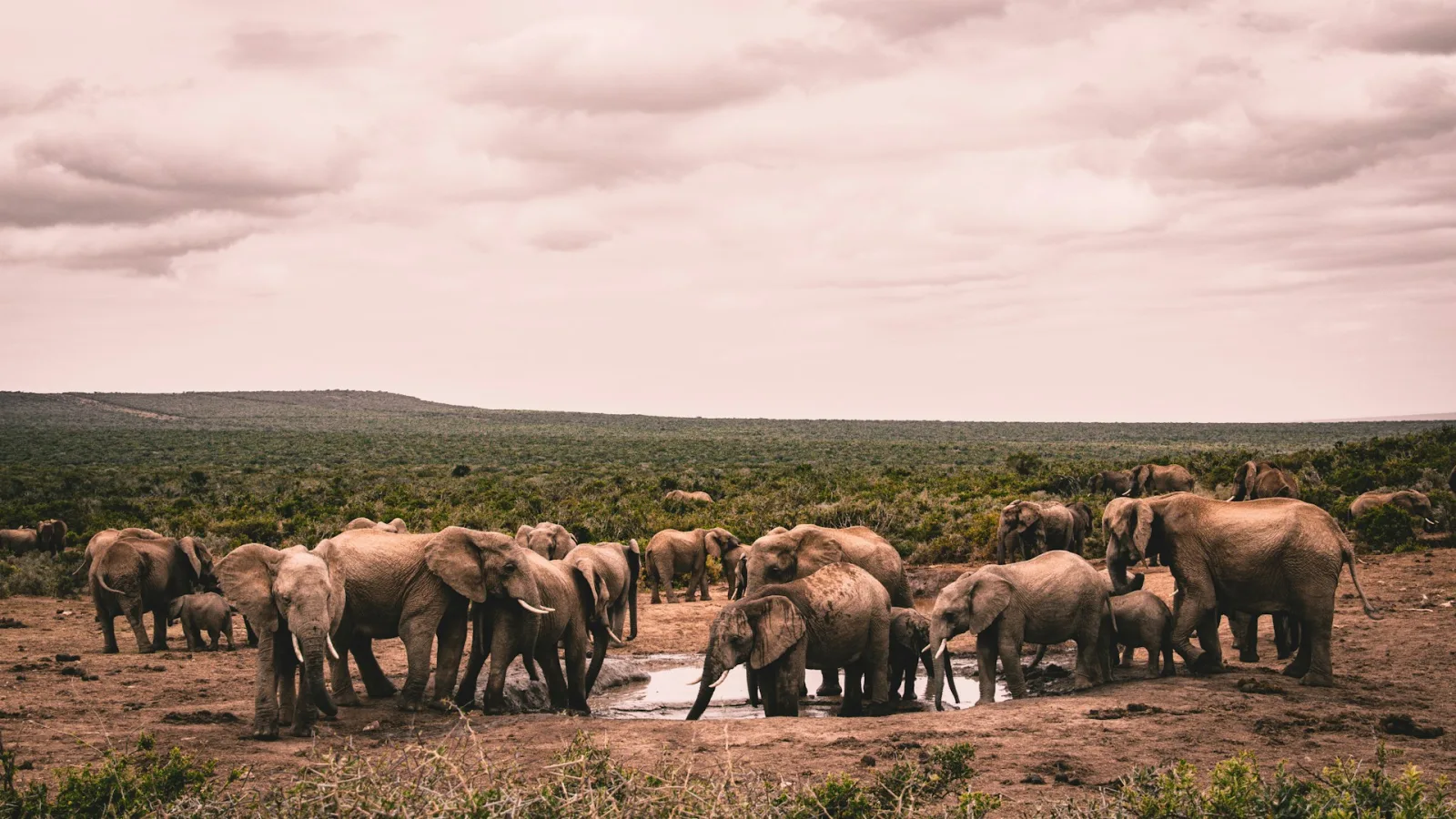 South Africa vs Kenya Safari travel guide for Indian travellers