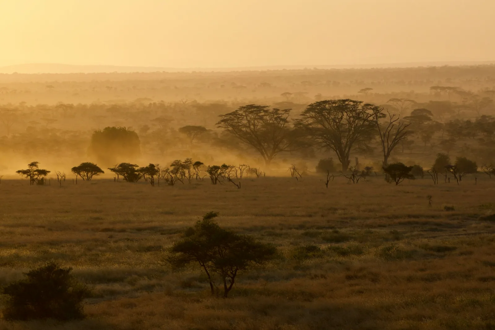 Tanzania vs Kenya Safari Comparison travel guide for Indian travellers