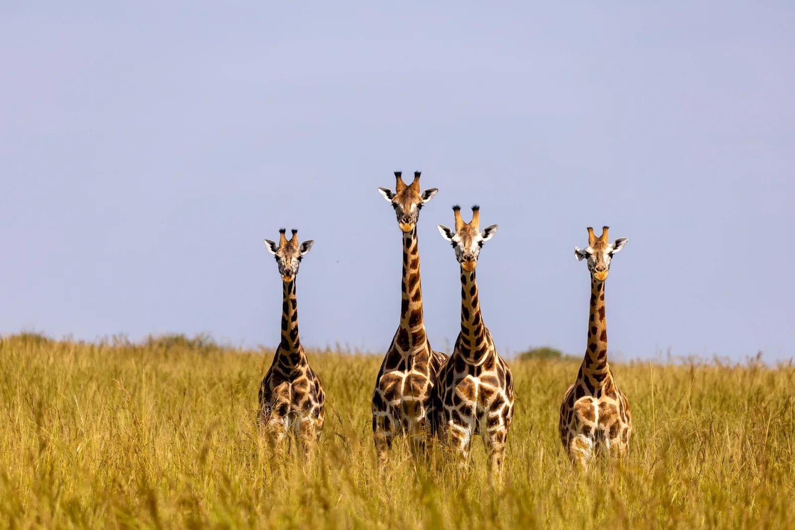 Uganda Travel Guide travel guide for Indian travellers