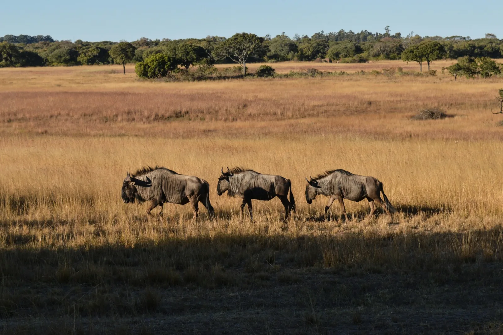 Zimbabwe Trip Cost from India travel guide for Indian travellers