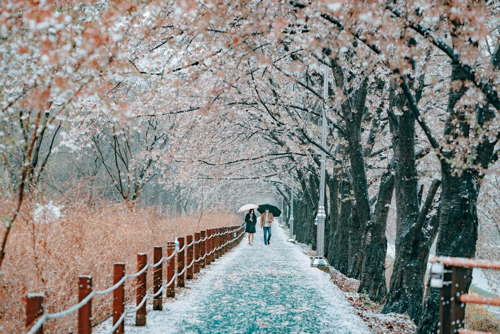 Best Time to Visit South Korea from India travel guide for Indian travellers