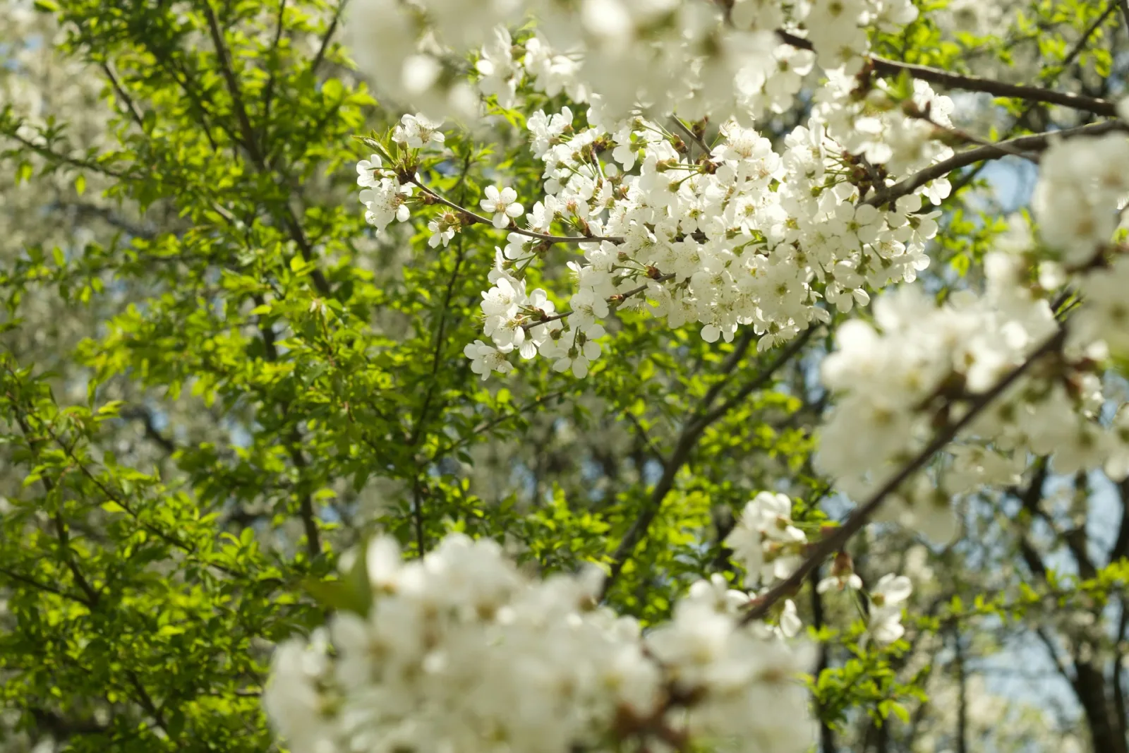 Ukraine Spring Cultural Guide travel guide for Indian travellers