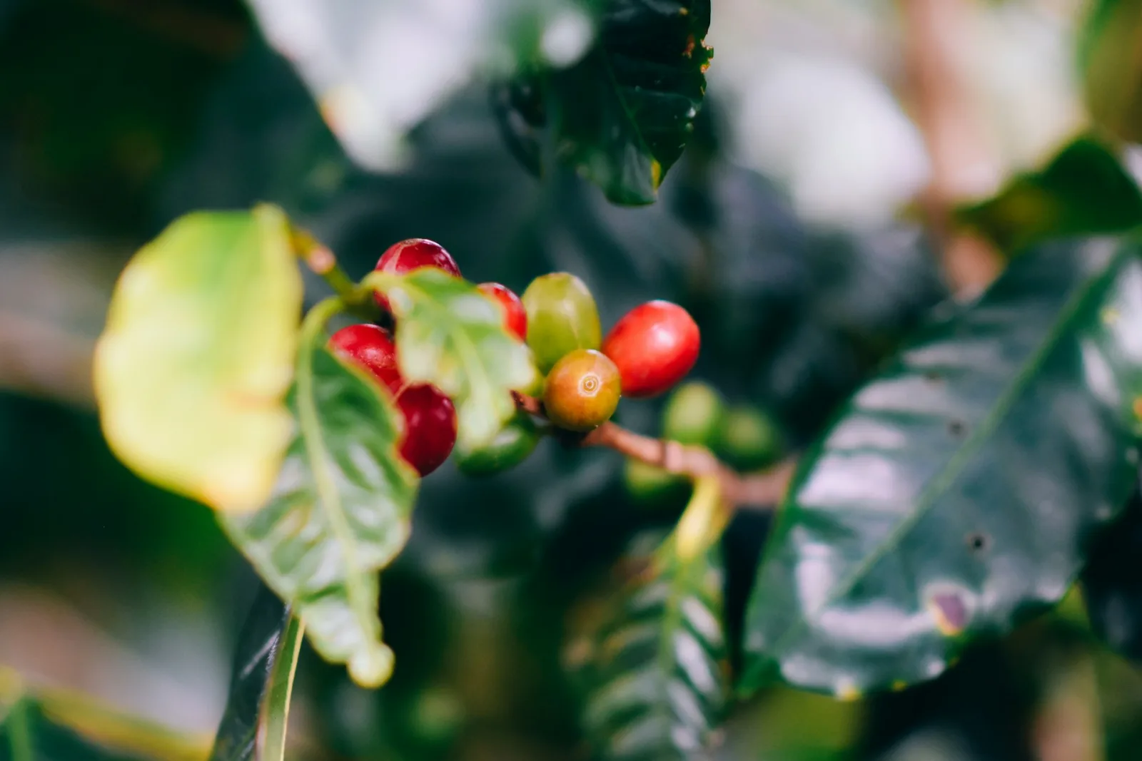 Costa Rica Coffee Tour Guide travel guide for Indian travellers