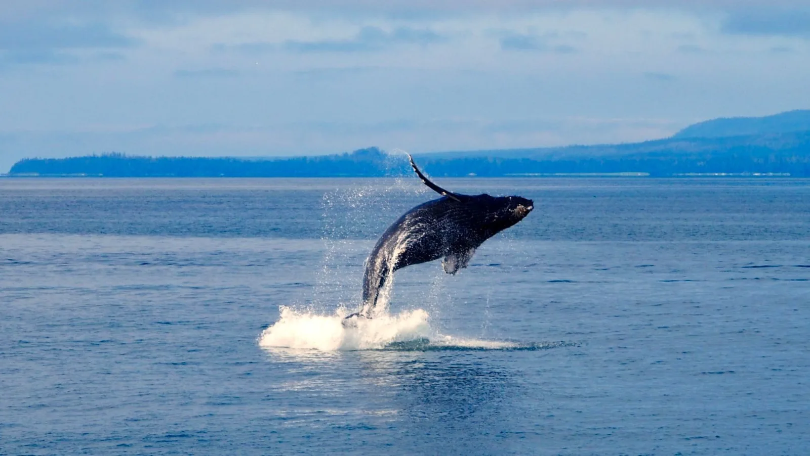 Hawaii Winter Whale Watching Guide travel guide for Indian travellers