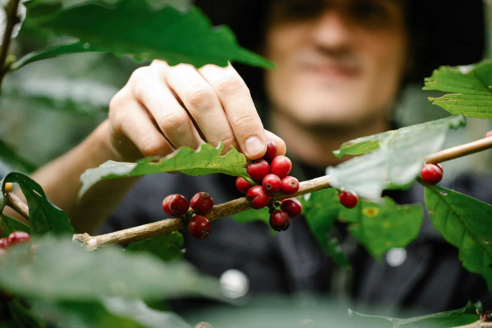 Panama Coffee Tour Guide travel guide for Indian travellers