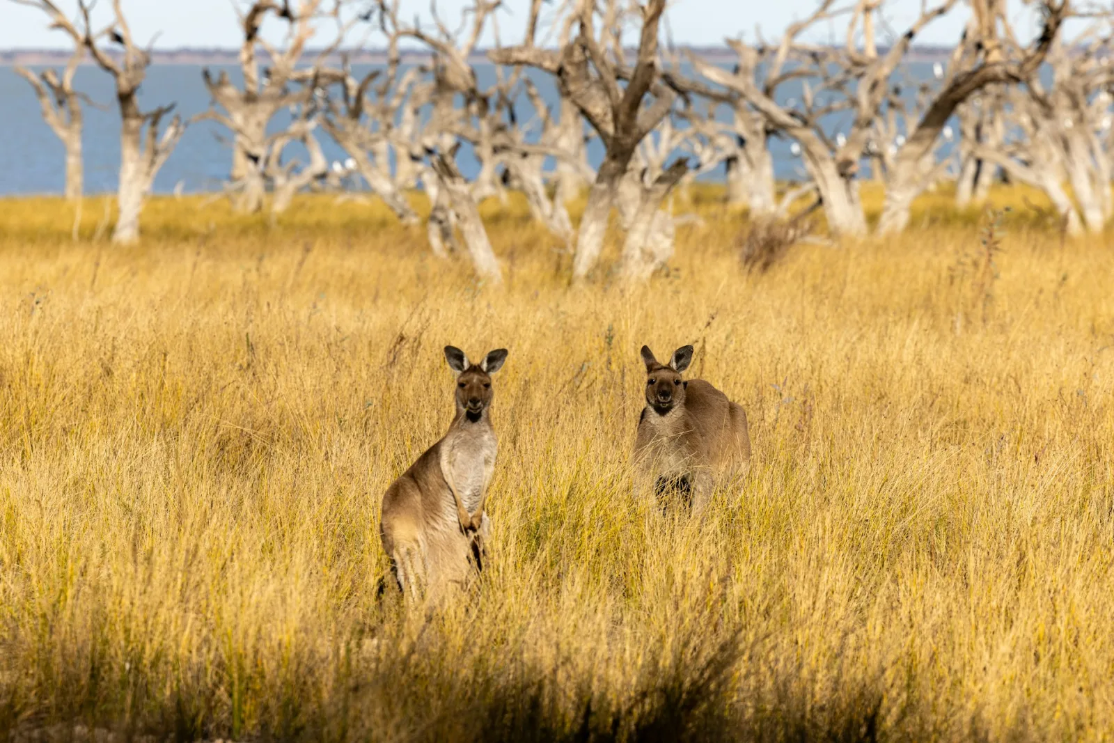 Australia Wildlife Guide for Indians travel guide for Indian travellers