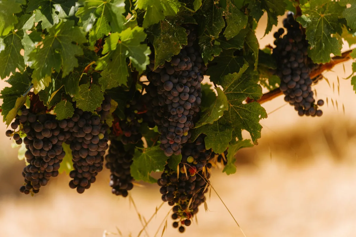 Australia Wine Tour Guide for Indians for Indian travellers