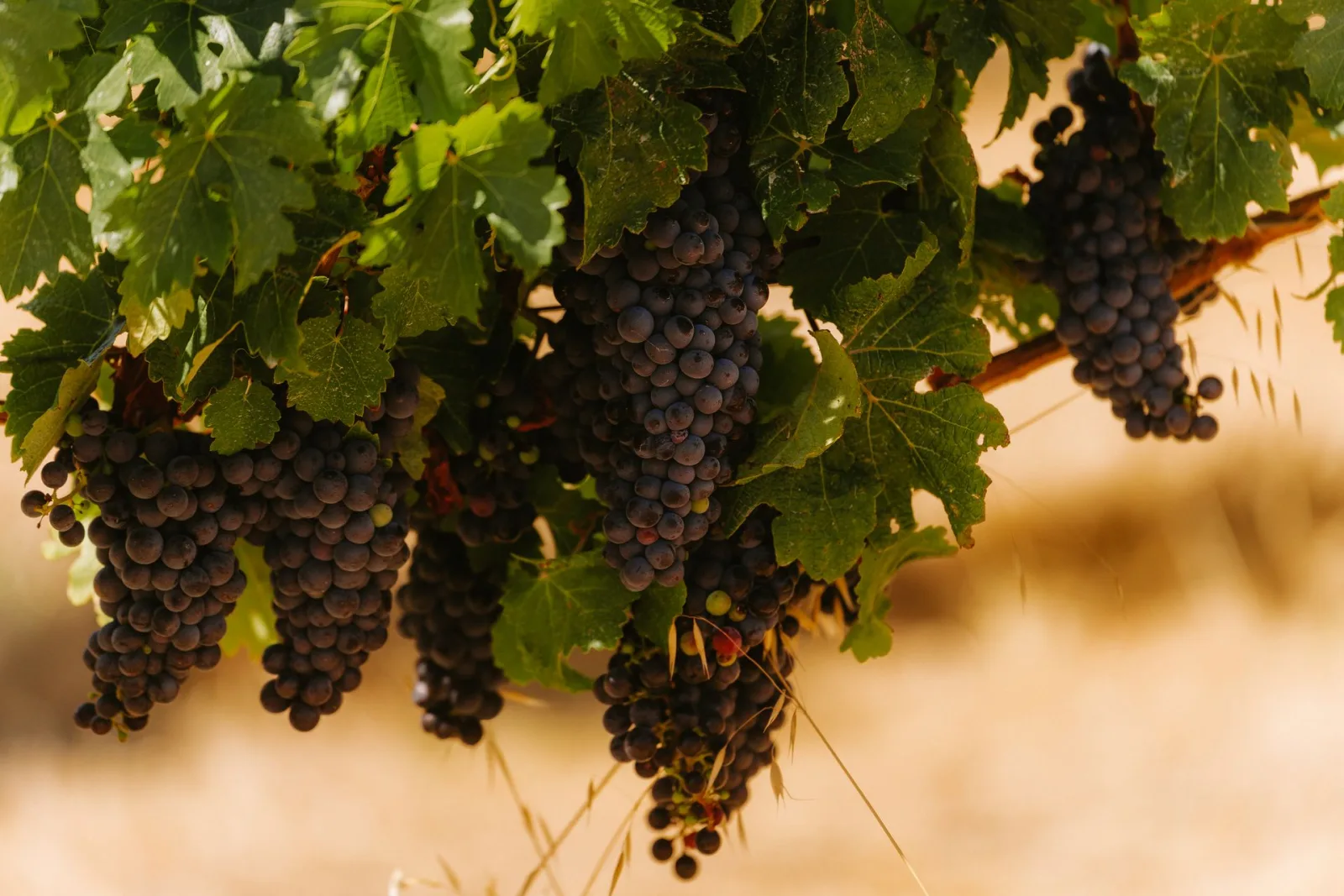 Australia Wine Tour Guide for Indians travel guide for Indian travellers