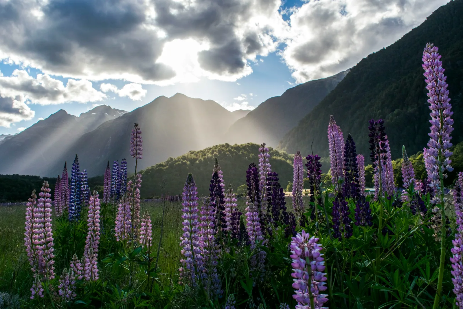 New Zealand Trip Cost from India travel guide for Indian travellers