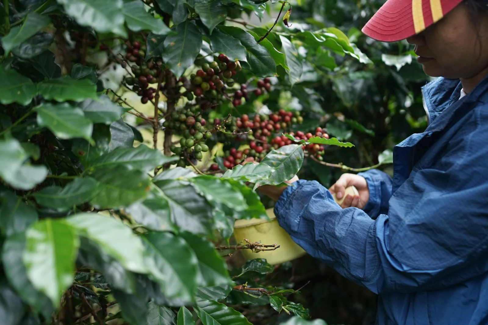 Colombia Coffee Tasting Tours travel guide for Indian travellers