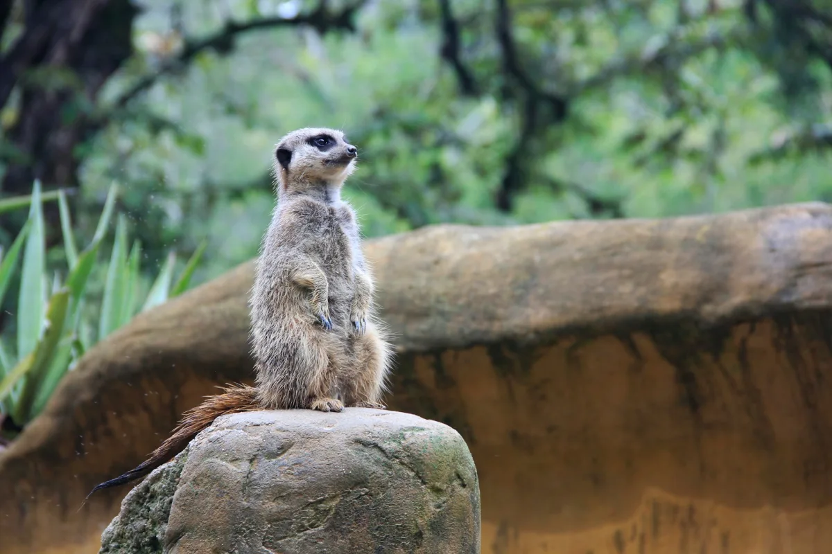 Colombia Wildlife & Eco-Tourism for Indian travellers
