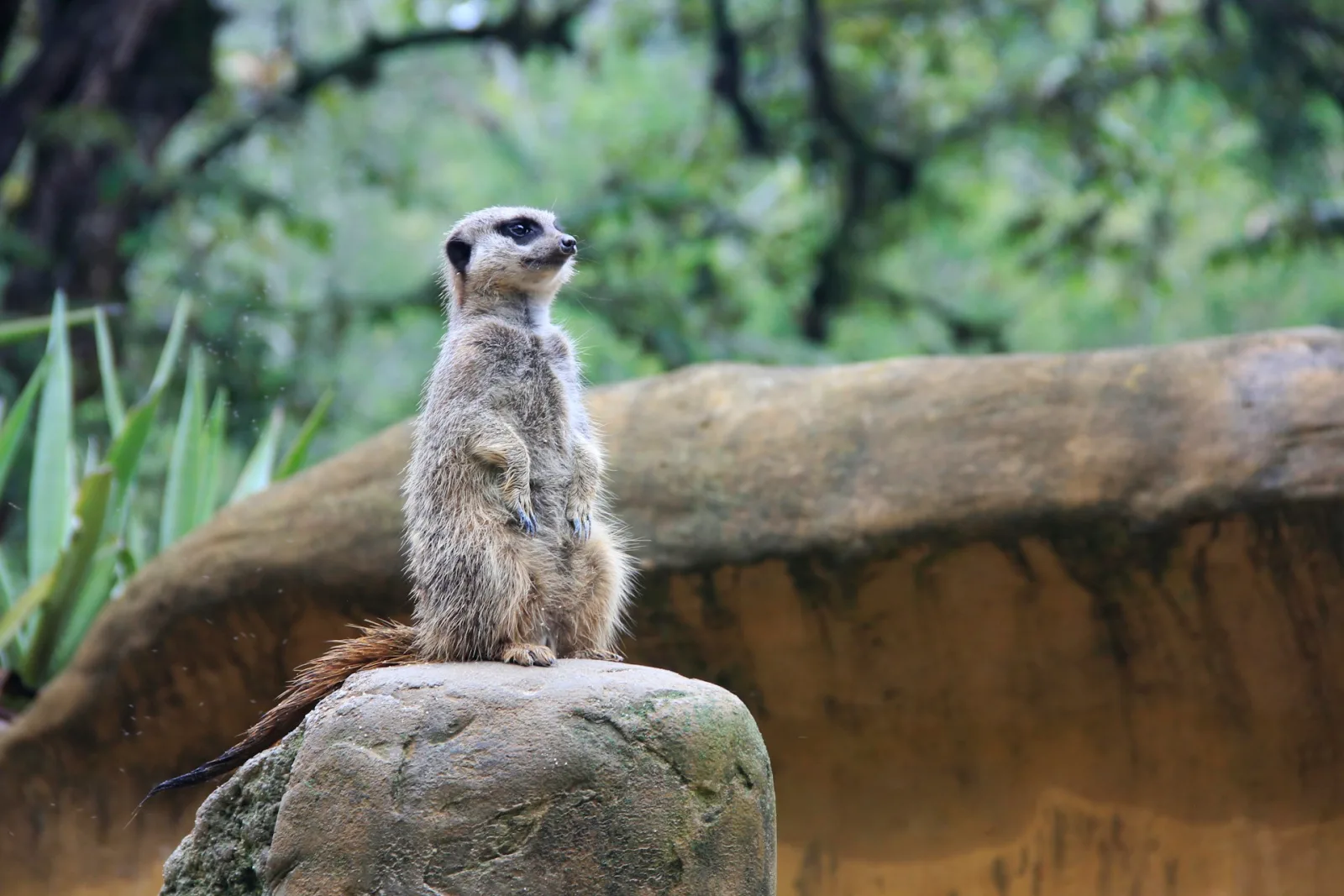 Colombia Wildlife & Eco-Tourism