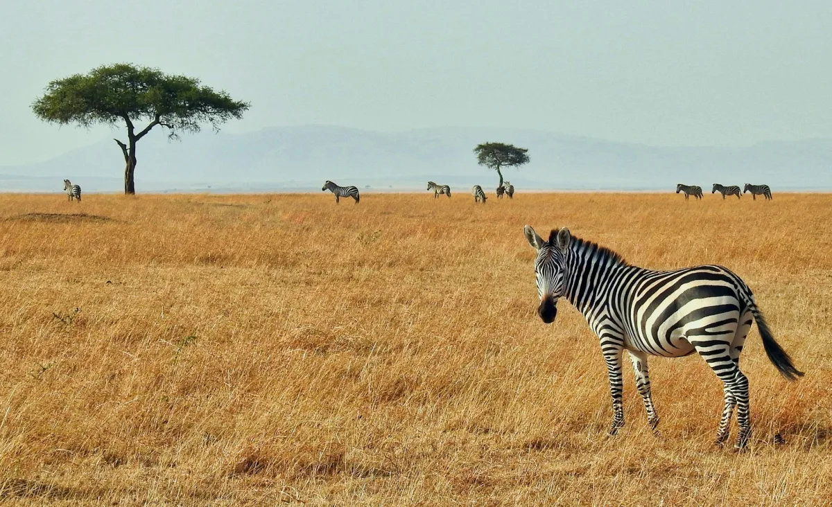 Kenya visa requirements for Indian travellers