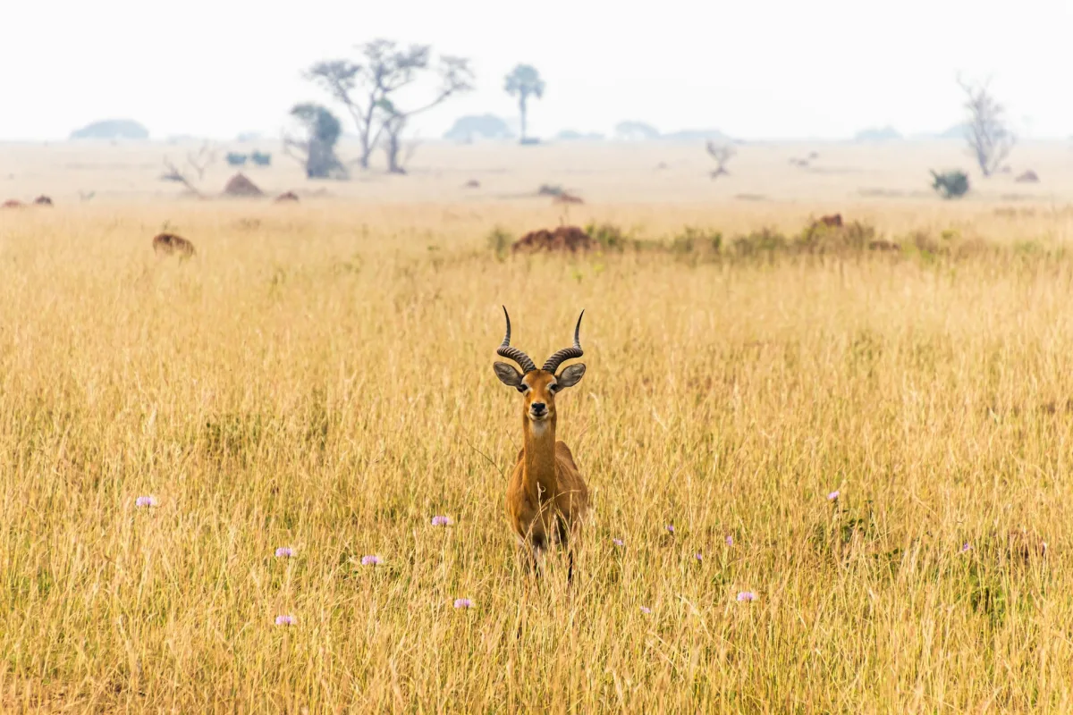 Uganda visa requirements for Indian travellers